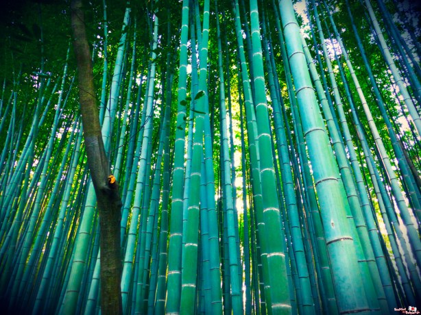 bamboo